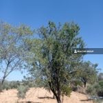 https://realtur.com.tr/land/olive-grove-for-sale-bilecik-inhisar-fruit-trees/