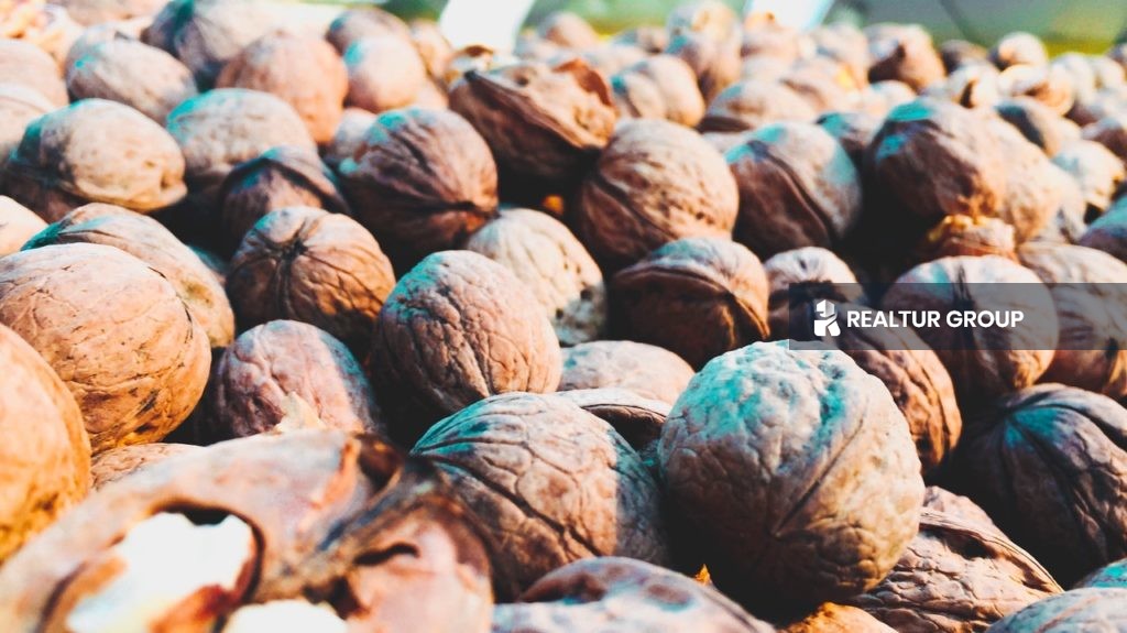 Walnut lands for sale in Turkey Balikesir