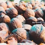 https://realtur.com.tr/walnut-lands-for-sale-in-turkey-balikesir/