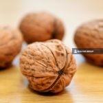 https://realtur.com.tr/walnut-lands-for-sale-in-turkey-bilecik/