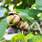 https://realtur.com.tr/walnut-lands-for-sale-in-turkey-sakarya/