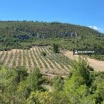 https://realtur.com.tr/land/olive-grove-for-sale-with-cherry-trees-within-located-in-bilecik-osmaneli/