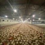 https://realtur.com.tr/land/profitable-poultry-farm-for-sale-in-sakarya-geyve-prime-business-opportunity-ar/