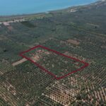 https://realtur.com.tr/land/exquisite-olive-grove-for-sale-in-bursa-iznik-prime-location-abundant-yield-ar/