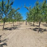 https://realtur.com.tr/land/exclusive-almond-garden-for-sale-in-bilecik-yenipazar-prime-agricultural-opportunity/