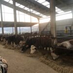 https://realtur.com.tr/land/expansive-animal-farm-for-sale-in-bilecik-merkez-prime-livestock-opportunity/