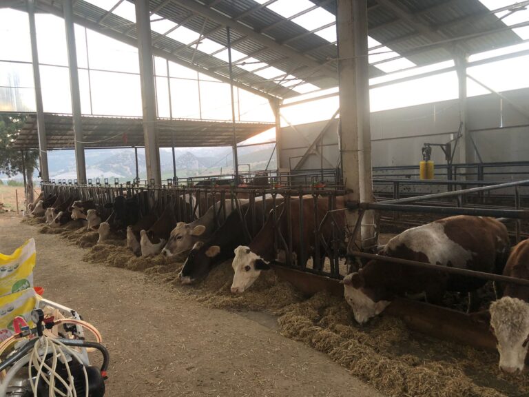 Vaste ferme d’animaux à vendre à Bilecik, Merkez – Excellente opportunité d’élevage