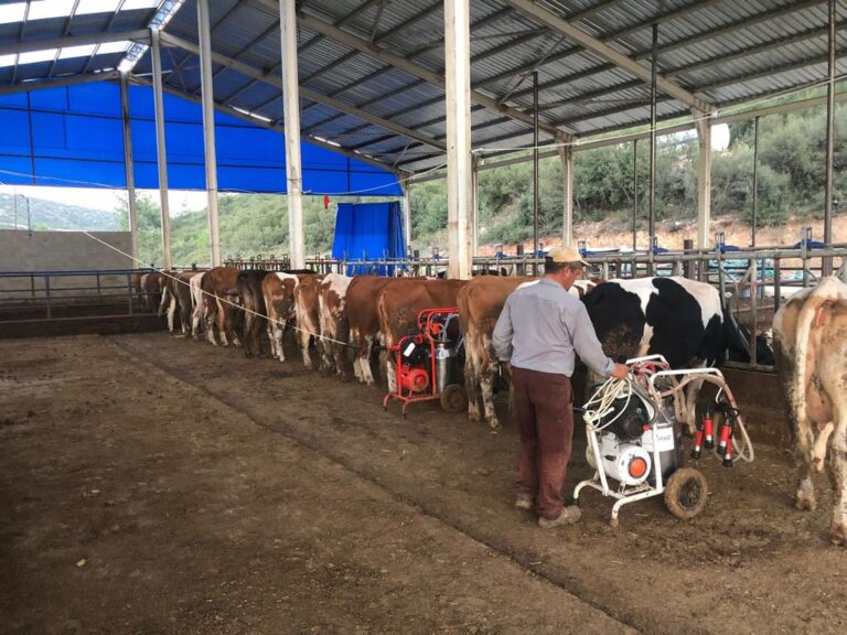 Prime Agricultural Land for Sale in Bilecik, Merkez – Ideal for Livestock Farming